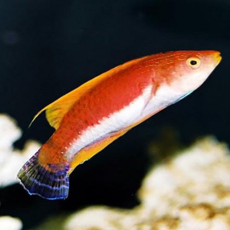 Cirrhilabrus rubriventralis - циррилабрус белобрюхий