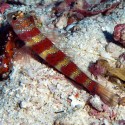 Amblyeleotris wheeleri (Бычок-компаньон Уилера)