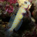Amblyeleotris guttata (черногрудый бычок)