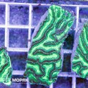 Mycetophyllia (Мицетофиллия ярко-салатовая)