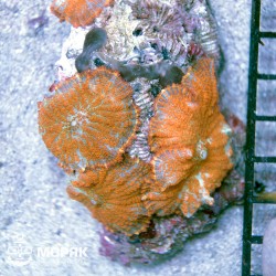 Родактис (Rhodactis) оранжевый