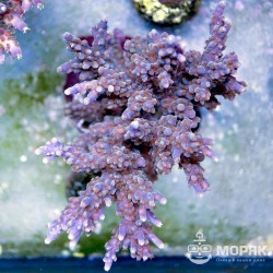 Acropora spp (Акропора фиолетовая)