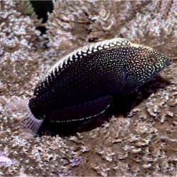Macropharyngodon negrosensis (черный леопардовый губан)
