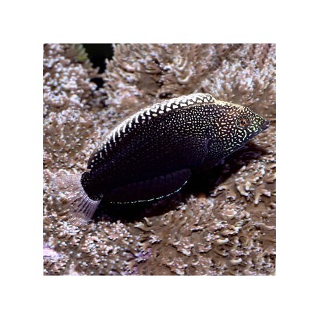 Macropharyngodon negrosensis (черный леопардовый губан)