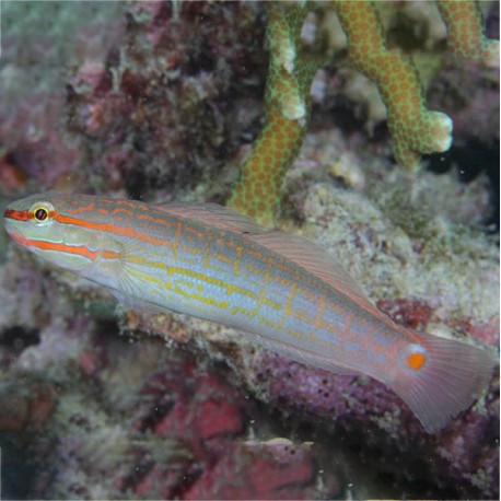Amblygobius decussatus (бычок-амблигобиус сетчатый)