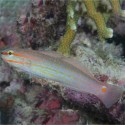 Amblygobius decussatus (бычок-амблигобиус сетчатый)