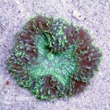 Symphyllia sp. (симпфиллия зелено-коричневая)