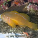 Gobiodon citrinus (гобиодон лимонный)