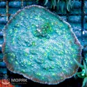 Echinophyllia sp. (чалис бирюзовый)