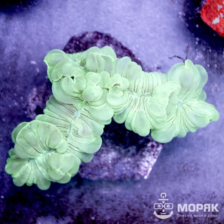 Nemenzophyllia sp. (немензофиллия)