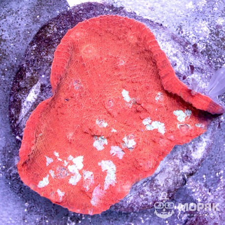 Echinophyllia sp. (чалис трехцветный)