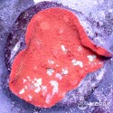 Echinophyllia sp. (чалис трехцветный)