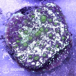 Echinophyllia sp. (эхинофиллия фиолетовая)