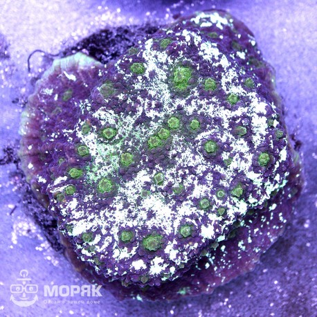 Echinophyllia sp. (эхинофиллия фиолетовая)
