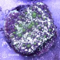 Echinophyllia sp. (эхинофиллия фиолетовая)