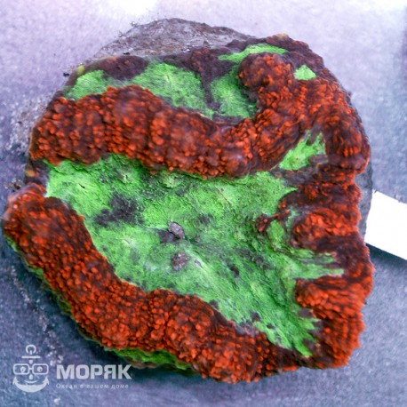 Lobophyllia sp. (лобофиллия зелено-розовая)