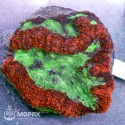 Lobophyllia sp. (лобофиллия зелено-розовая)