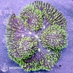 Symphyllia sp. (симпфилли¤ светло-зелена¤)