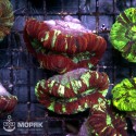Trachyfyllia (Open Brain Coral)