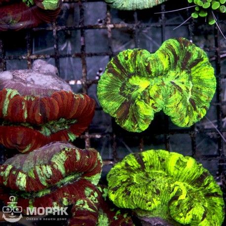 Trachyfyllia (Open Brain Coral)