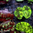 Trachyfyllia (Open Brain Coral)