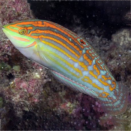 Halichoeres cosmetus (тамарин украшенный)