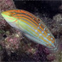 Halichoeres cosmetus (тамарин украшенный)