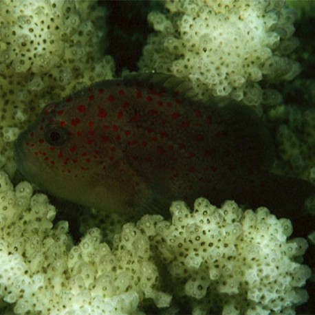 Caracanthus unipinna (коралловый ползун-пигмей)
