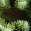 Caracanthus unipinna (коралловый ползун-пигмей)