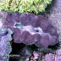 Tridacna Crocea