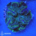 Lobophyllia sp (лобофиллия зелено-синяя)