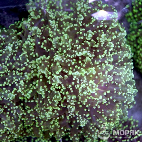 Euphyllia yaeyamaensis - лягушачья икра