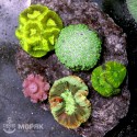Микс из LPS-кораллов