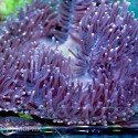 Heteractis Magnifica (Актиния гетерактис магнифика) L