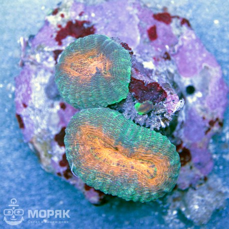 Lobophyllia spp (orange)
