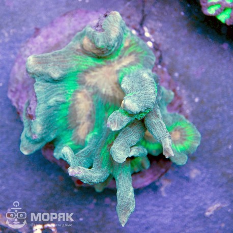 Пектиния (Pectinia sp.)