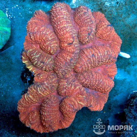 Lobophyllia sp (красная лобофиллия)