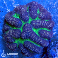 Lobophyllia sp. (лобофиллия мультиколор XL)