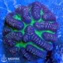 Lobophyllia sp. (лобофиллия мультиколор XL)
