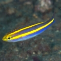 Pentapodus emeryii (пентапод эмерии)