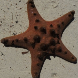 Pentaceraster alveolatus (хищная звезда)