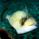 Balistoides viridescens (синеперый спинорог)