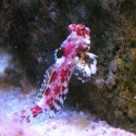 Synchiropus marmoratus (мандаринка-скорпион)