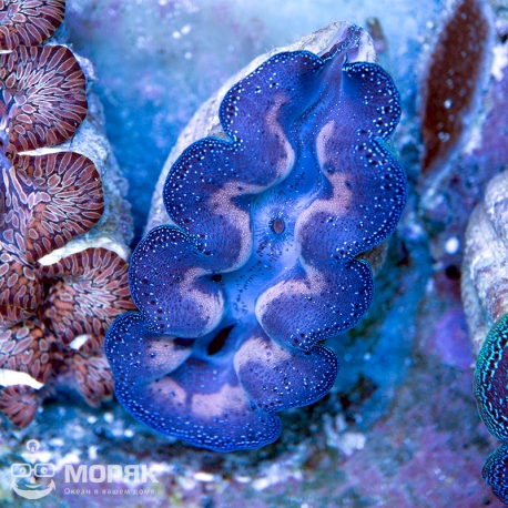 Tridacna Maxima (Тридакна большая)