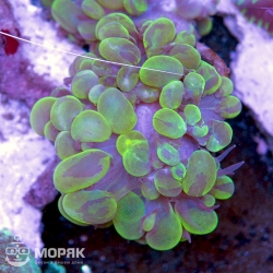 Plerogyra Sinuosa (Yellow bubble coral)