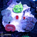 Микс из кораллов