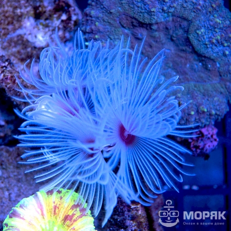 Protula bispiralis (белый веерный червь)