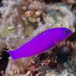 Pseudochromis porphyreus (псевдохромис фиолетовый)