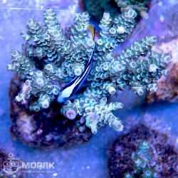 Acropora spp - blue