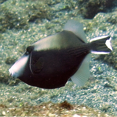 Hemibalistes chrysopterus (желтополосый спинорог)